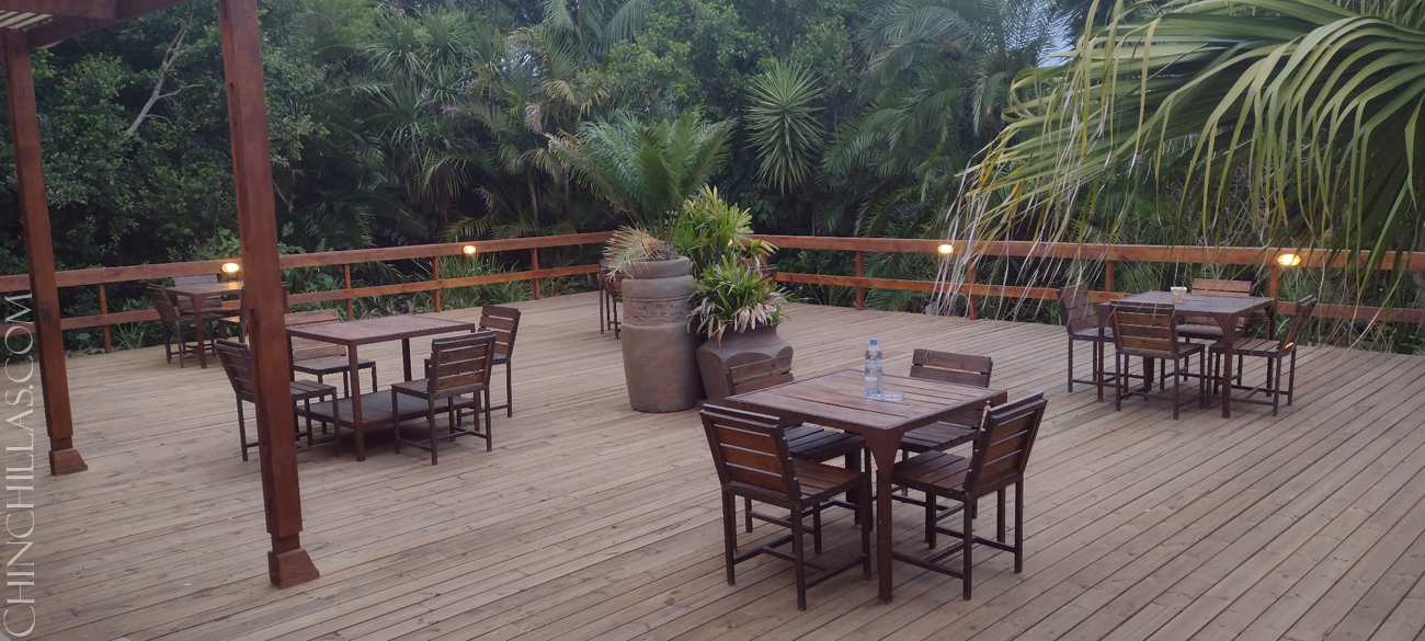 Violet chinchilla Mark Gillingham South Africa